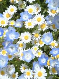 青とピンクの絶景絨毯で夢のような映え写真体験💙🌸※観光攻略情報付き