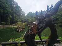 行！走入超完美芬多精仙境～阿里山森林公園