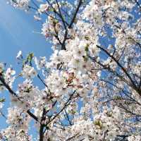 【三重】鹿化川の千本桜