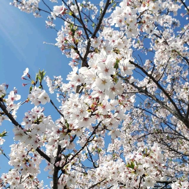 【三重】鹿化川の千本桜