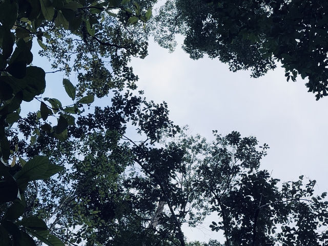 Lata Changkah: Where Vibes Meet Slippery Rocks