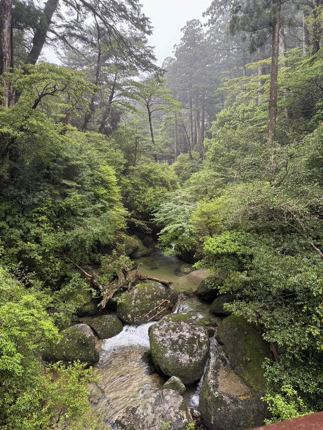 雨のヤクスギランド