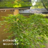 【佐賀】環境芸術の森　新緑一般公開！！森林浴でリフレッシュ💚