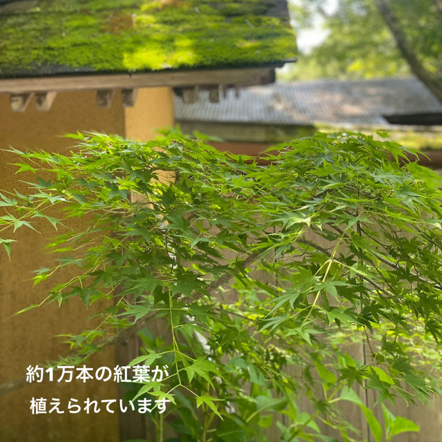 【佐賀】環境芸術の森　新緑一般公開！！森林浴でリフレッシュ💚