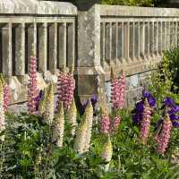 Bodnant Garden | A Secret Garden with a 4.8-Star Google Rating! 🌸🌳
