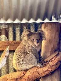 ออสเตรเลีย🇦🇺