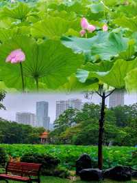 洪湖公園賞荷聽雨