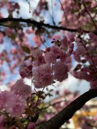 "Blossoms and Beyond: Springtime in Yunnan China” 🌸🌼🌺