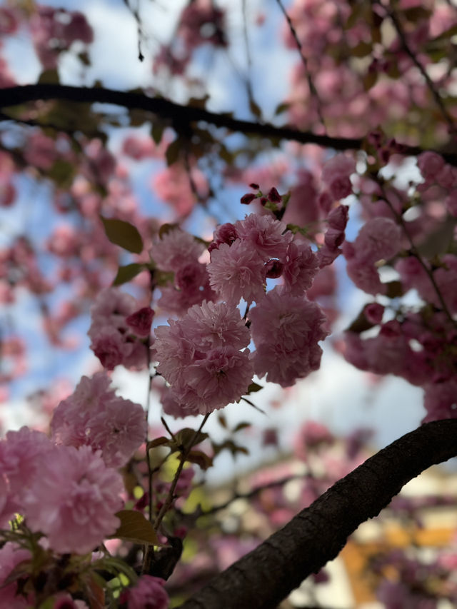 "Blossoms and Beyond: Springtime in Yunnan China” 🌸🌼🌺