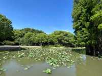 🌿 Yuantouzhu 鼋头渚 — A Peaceful Summer Escape by Taihu Lake