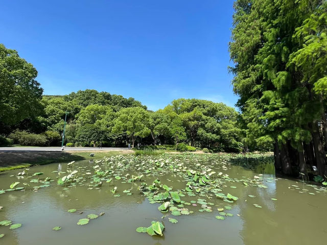 🌿 Yuantouzhu 鼋头渚 — A Peaceful Summer Escape by Taihu Lake