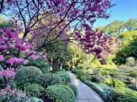 A peaceful pause in Brisbane Botanic Gardens