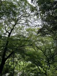 【原不動滝】森の奥にひっそりと佇む、癒しの三段滝でマイナスイオンチャージ🌲✨