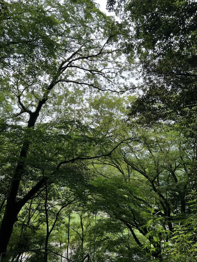 【原不動滝】森の奥にひっそりと佇む、癒しの三段滝でマイナスイオンチャージ🌲✨