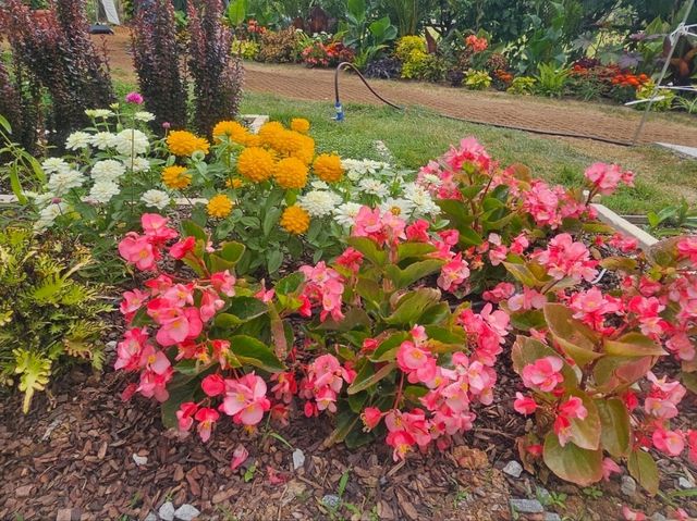 The flower festival at Boramae Park