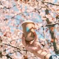Kyoto Blue Bottle Coffee