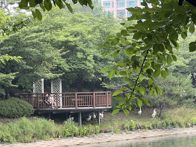 석촌 호수의 여름