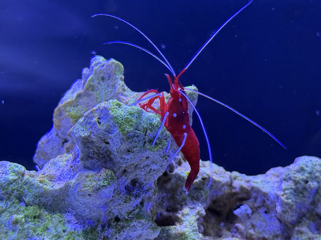屏東｜觀賞水族展示廳·農業生物科技園區
