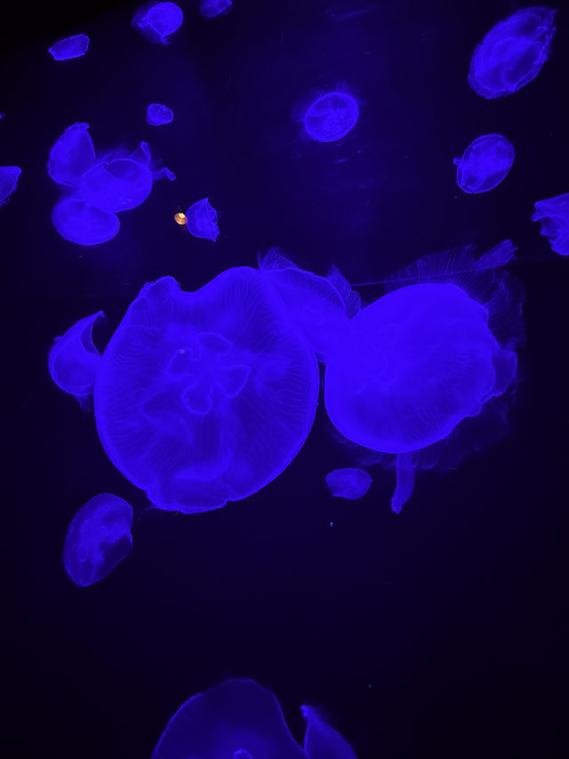 沖繩｜再遠都值得跑一趟 美麗海水族館的黑潮之美