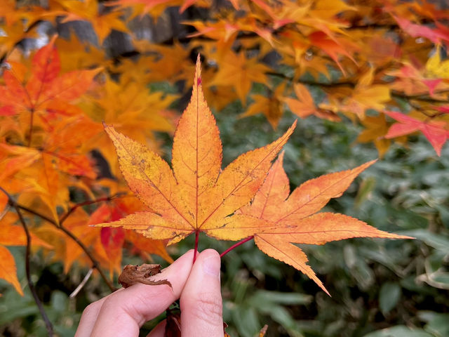 🍁Kamikochi,Nagano Japan🍁