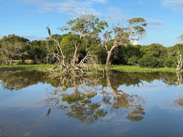 Wild Times at Yala National Park