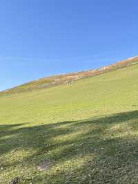 🦌⛰️✨ Quick Guide – Mount Wakakusa & Ikuta Shrine