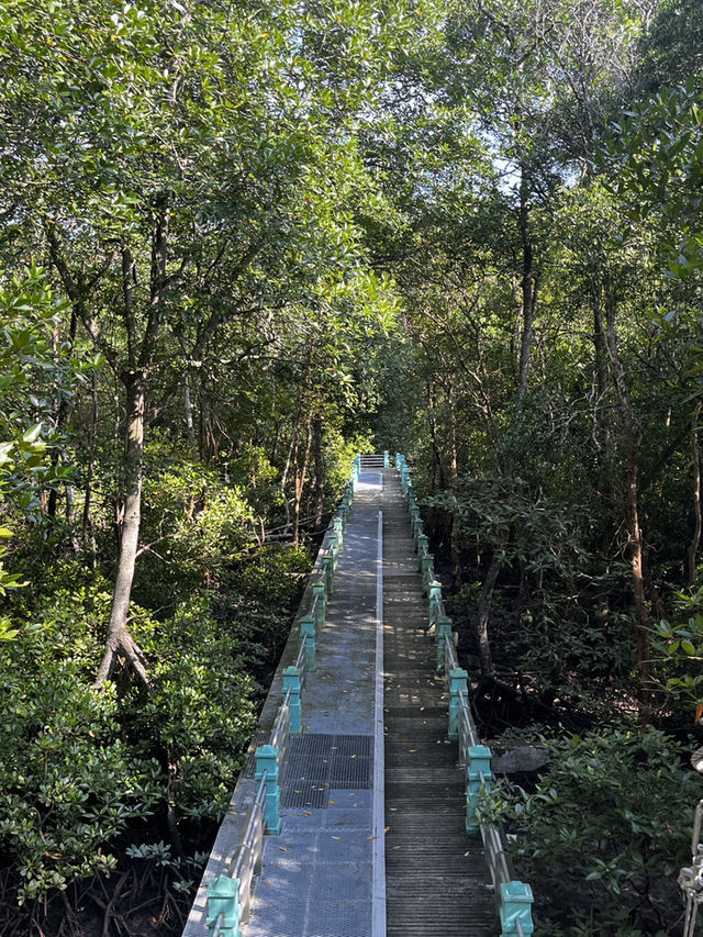 City Mangrove Park – A Perfect Summer Escape into Nature