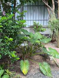 SAEREESOOK ( เสรีสุข ) | UBON  