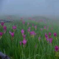 อุทยานแห่งชาติไทรทอง จ.ชัยภูมิ​