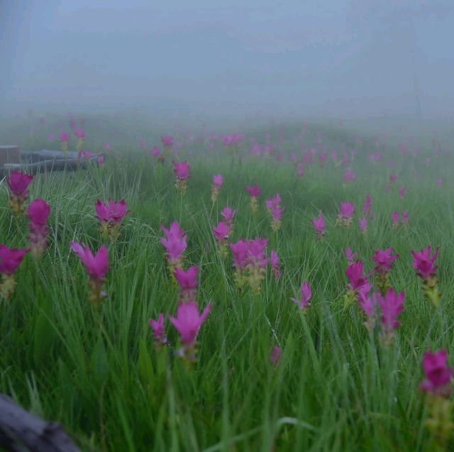อุทยานแห่งชาติไทรทอง จ.ชัยภูมิ​