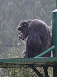 KL Wild Side: Leap Into Zoo Negara’s Jungle Adventure 