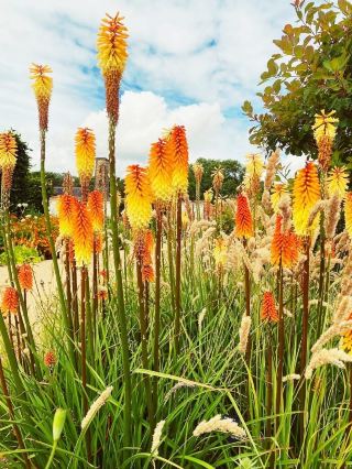 RHS Garden bridgewater