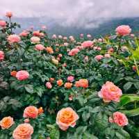 🌹สวนกุหลาบโรแมนติกชิดขอบฟ้า – เชียงใหม่🌄