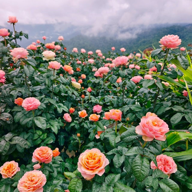 🌹สวนกุหลาบโรแมนติกชิดขอบฟ้า – เชียงใหม่🌄