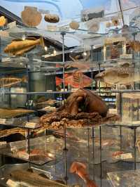 พาชมบรรยากาศ National Museum of Nature and Science