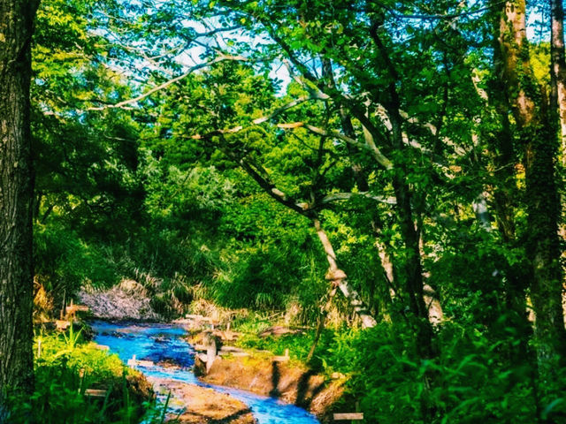仙台🇯🇵東北大學植物園