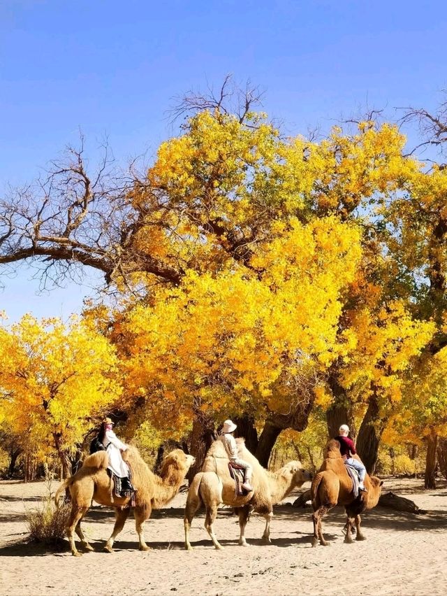 Golden Trees & Desert Vibes. Ejin Banner Totally Blew My Mind