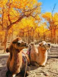 Golden Trees & Desert Vibes. Ejin Banner Totally Blew My Mind