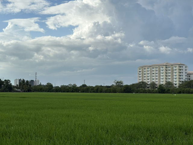 Golden Views in Alor Setar – Where Peace Meets the Padi 🌤️