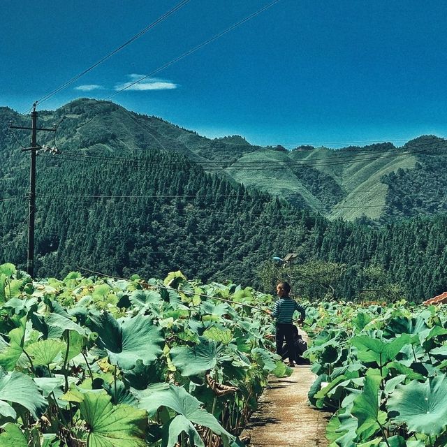 “Gateway to Longtang’s Timeless Miao Life”