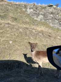 🦌 Deer Heights Park – Queenstown, New Zealand