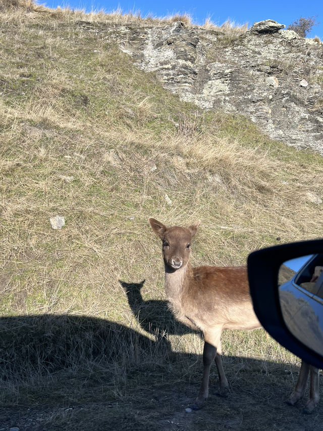 🦌 Deer Heights Park – Queenstown, New Zealand