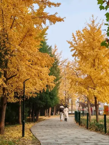 朝陽公園秋日盛景