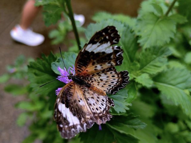 A Magical Day at Entopia, Penang 