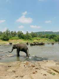 【ピンナワラゾウの孤児院】🇱🇰スリランカ