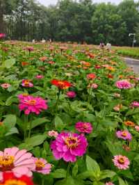 Chaoyang Park – CBD’s Secret Garden in Full Bloom