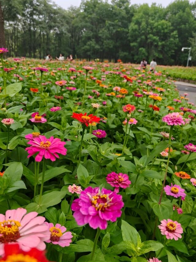 Chaoyang Park – CBD’s Secret Garden in Full Bloom