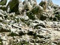 Islas Ballestas – “Peru’s Mini-Galápagos by the Sea”