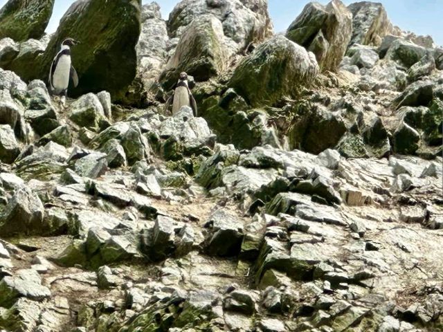 Islas Ballestas – “Peru’s Mini-Galápagos by the Sea”