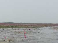 🌸 Travel Blog: Red Lotus Sea (Talay Bua Daeng), Udon Thani 🌸